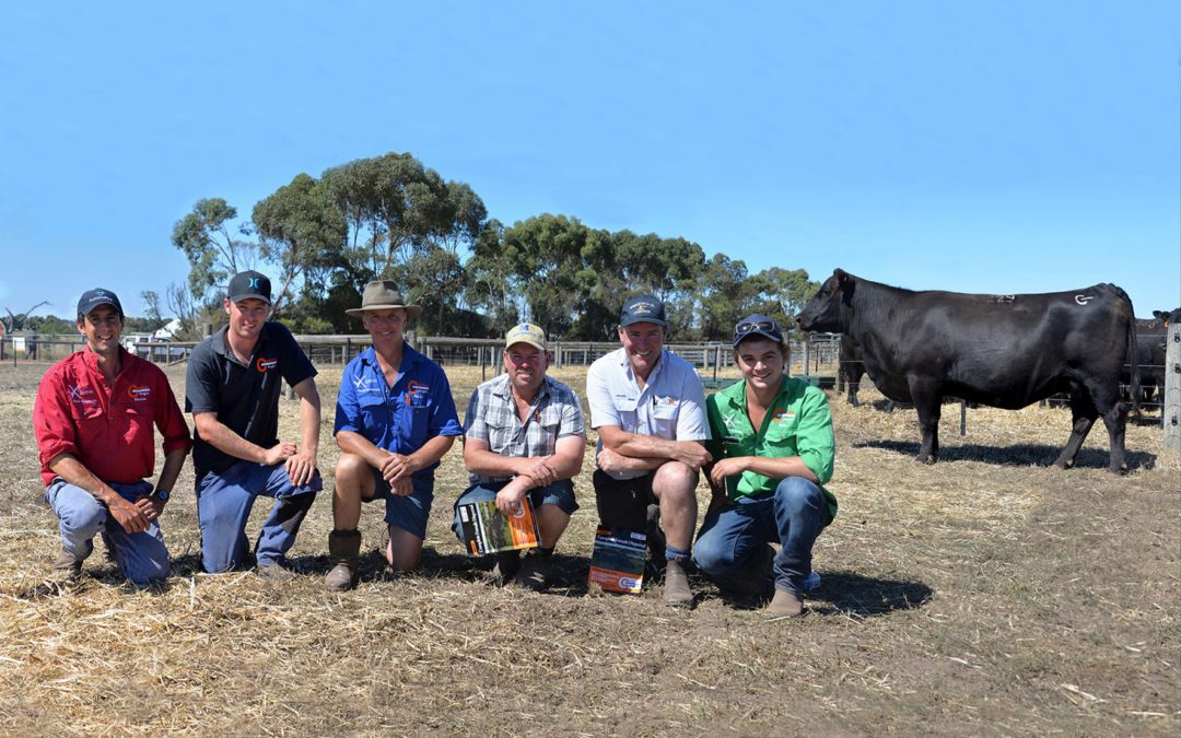 Coolana Angus Female Dispersal Sale Report