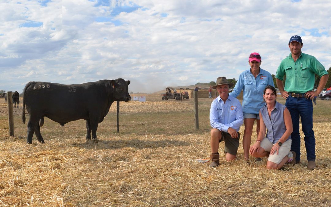 Coolana Angus 2017 Autumn Bull Sale Report